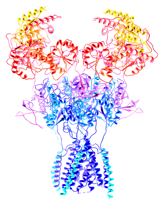 NMDA receptor