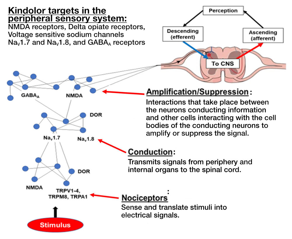 Kindolor and network pharmacology.