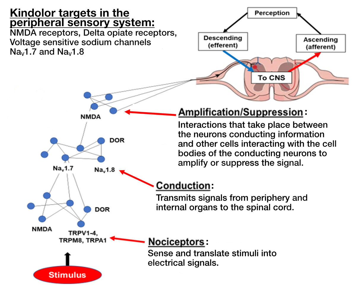 Kindolor and network pharmacology.