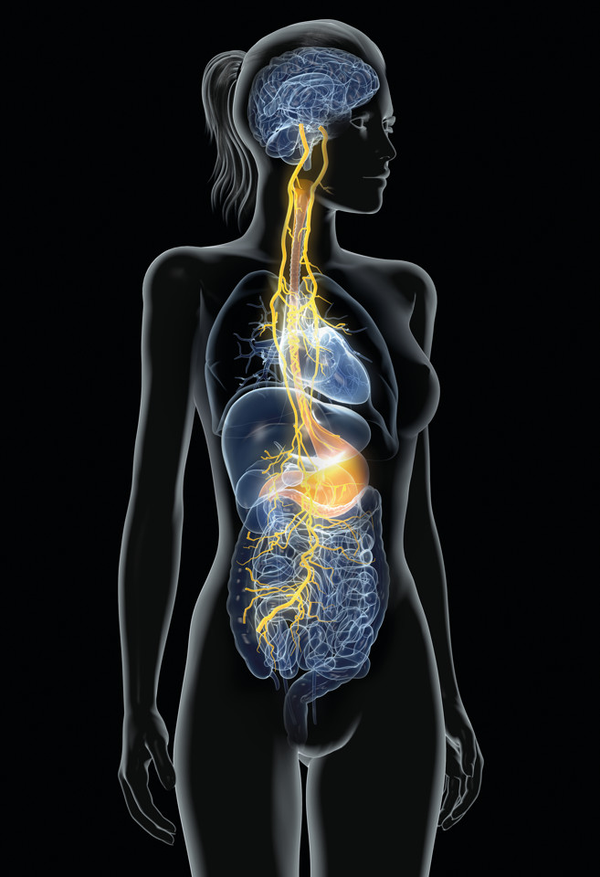 the vagus nerve and the gut-brain axis